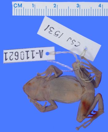 Media type: image; Herpetology A-110621